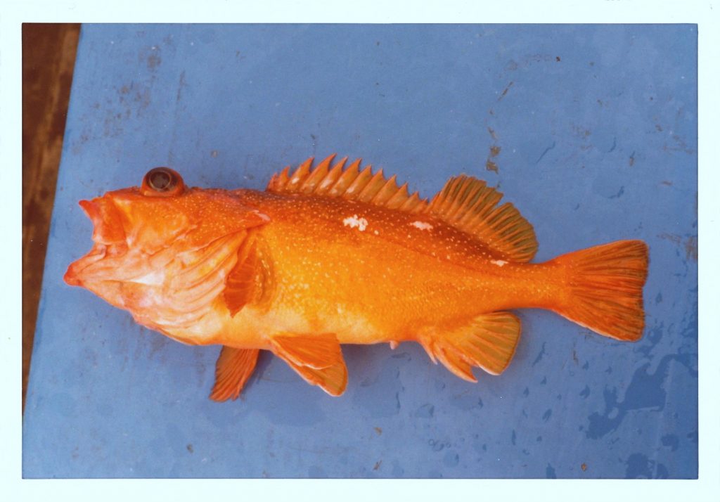 Rockfish.9_1978.8_Santa.Cruz Pier Fishing in California