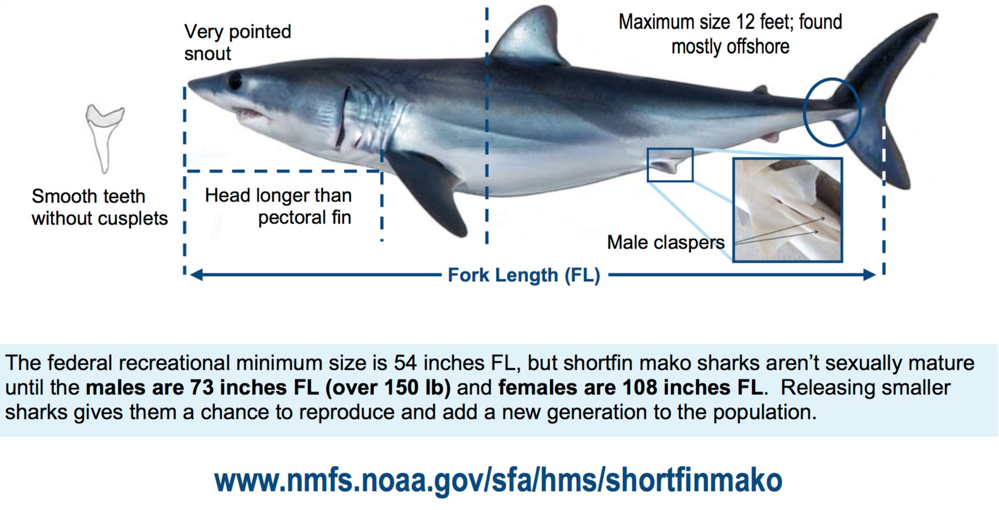 Porbeagle Shark Fishing