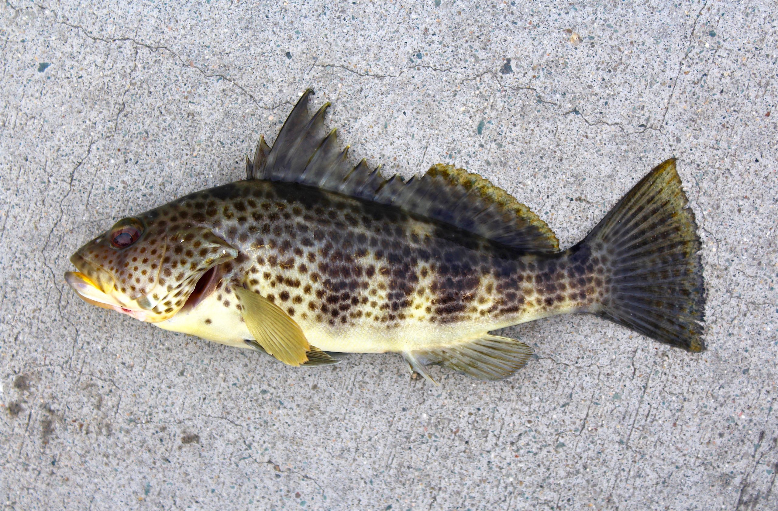 Spotted Sand Bass aka Bay Bass - Pier Fishing in California