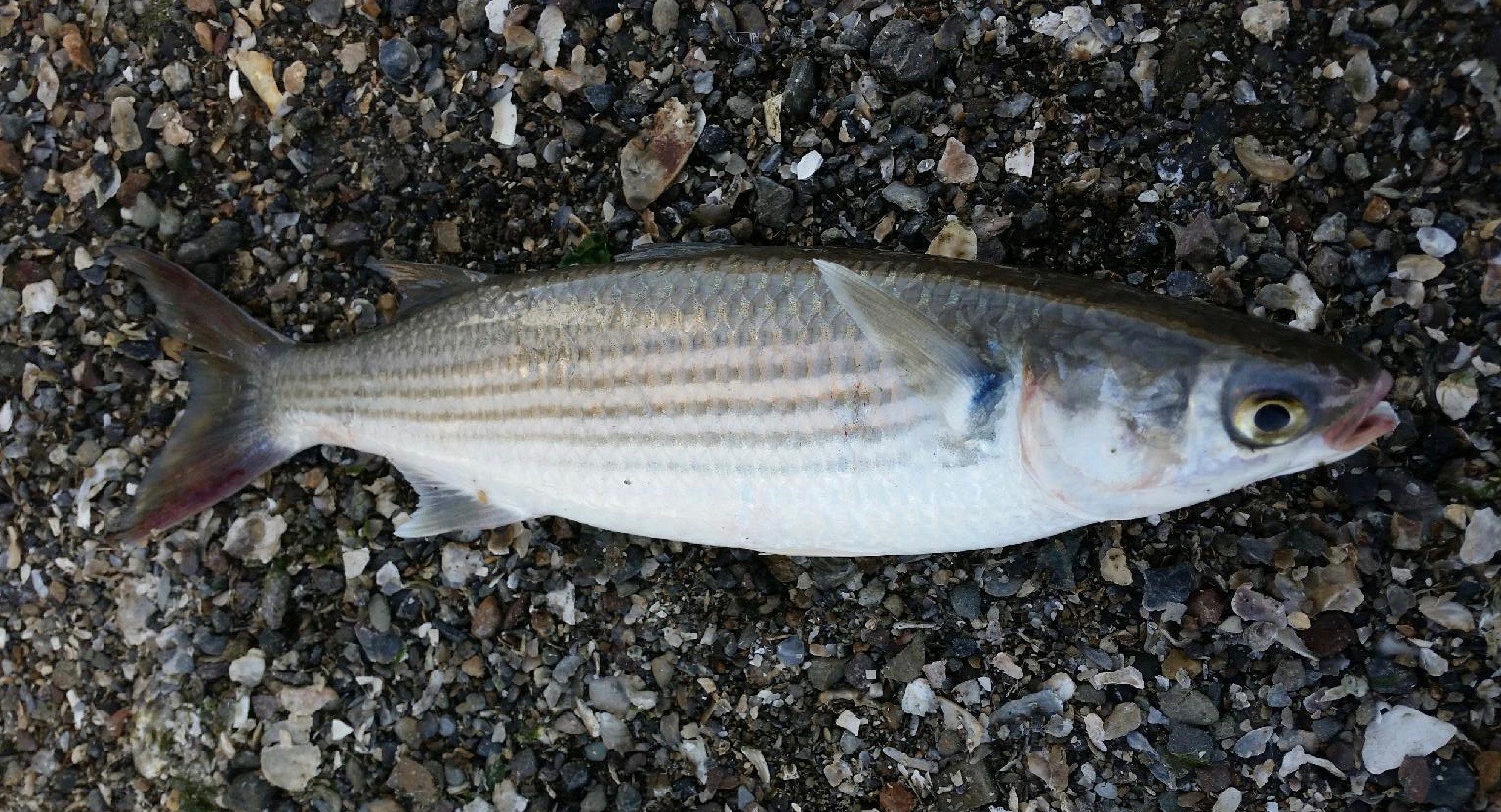 Striped Mullet - Pier Fishing in California