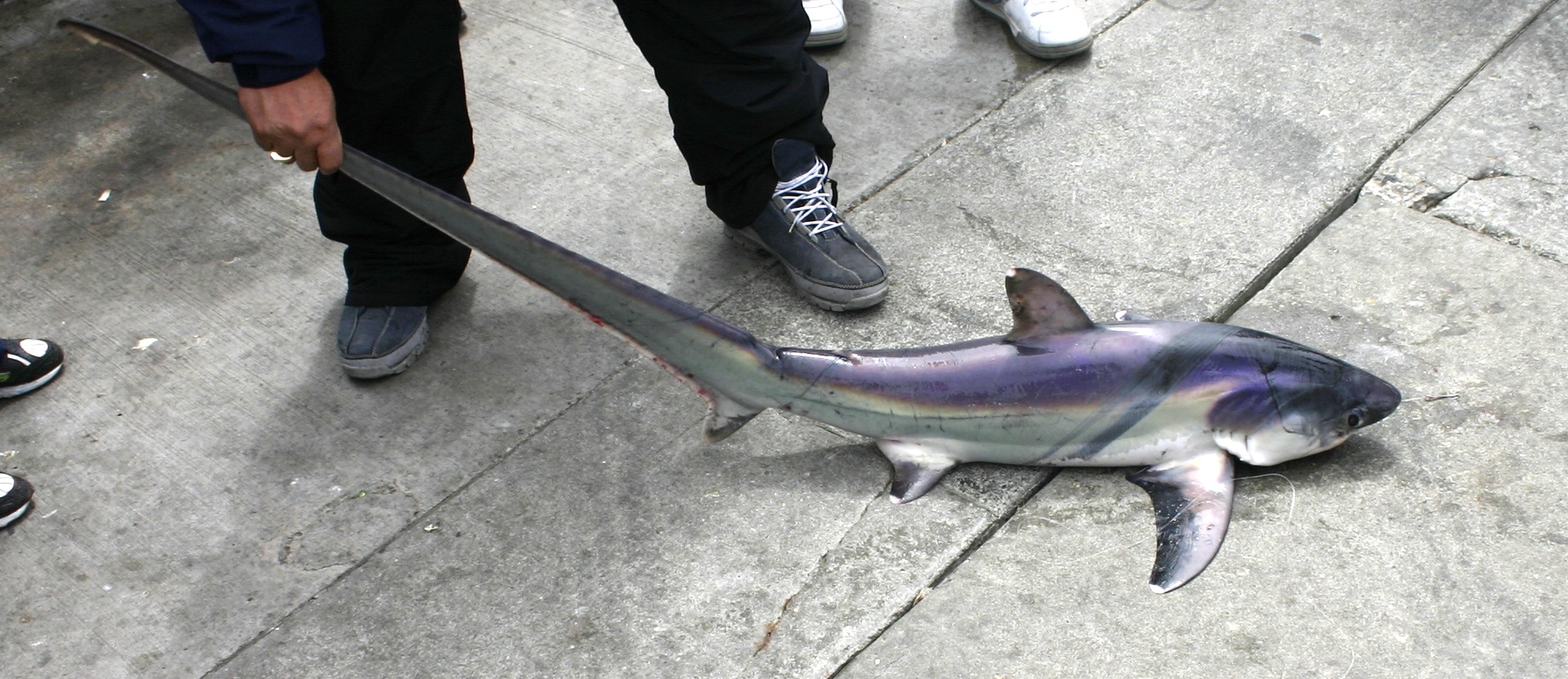 Common Thresher Shark - Pier Fishing in California