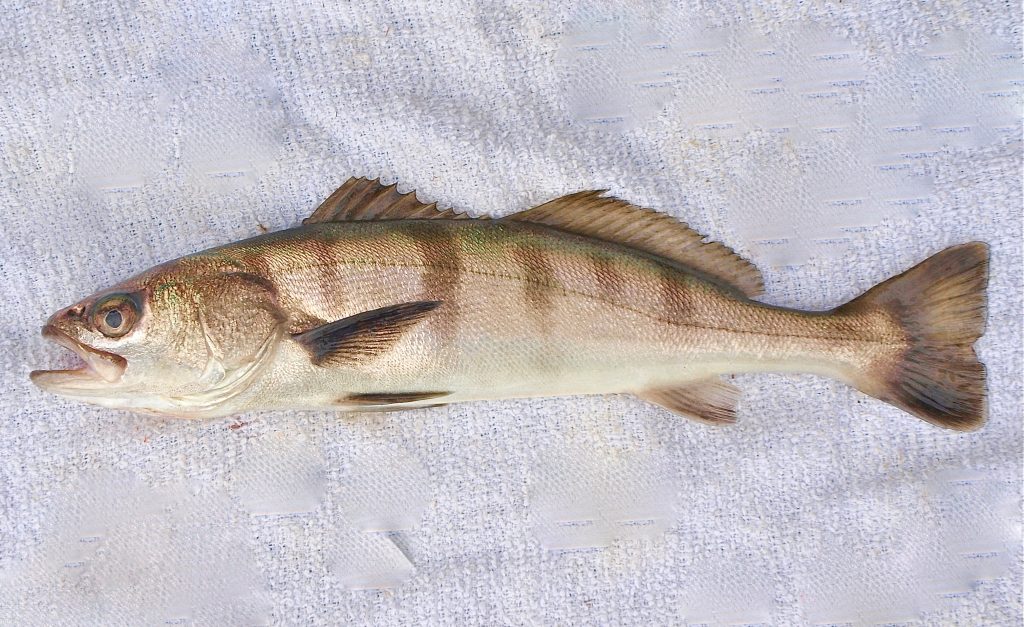 White Seabass Pier Fishing in California