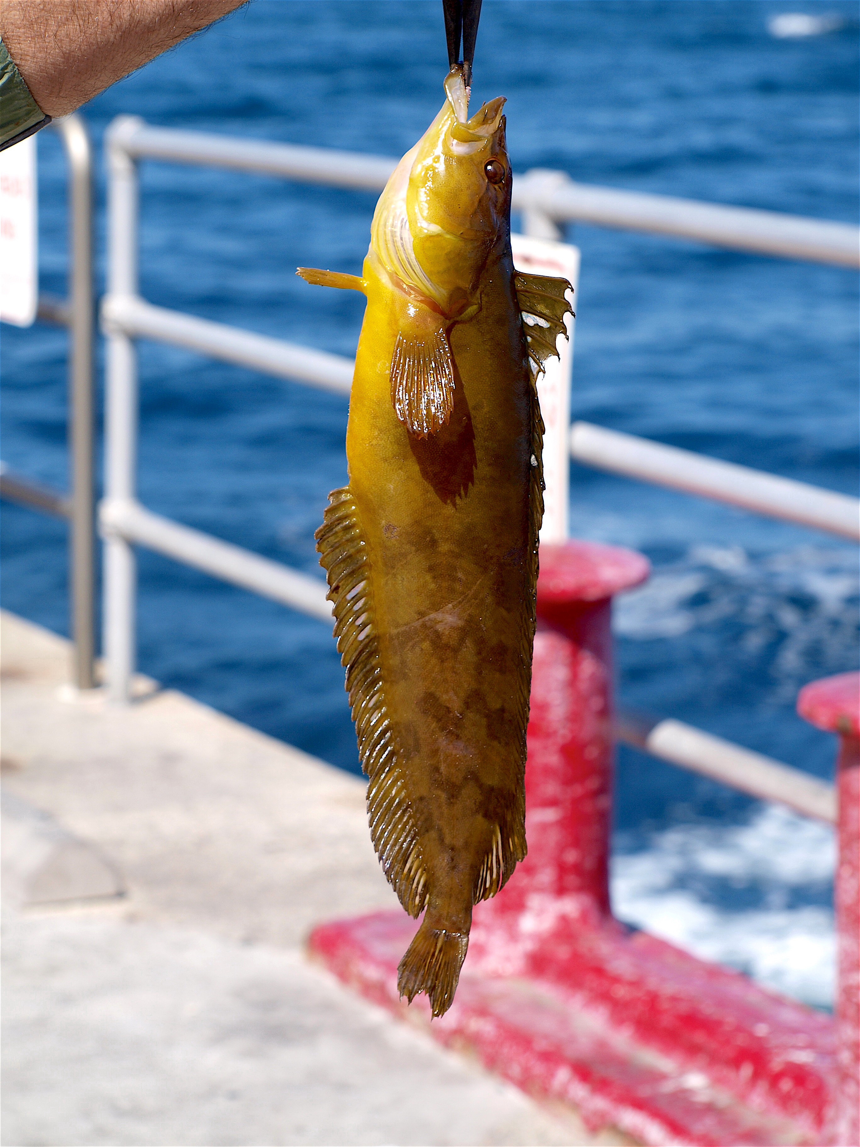 Cabrillo Mole — Avalon, Catalina Island - Pier Fishing in California
