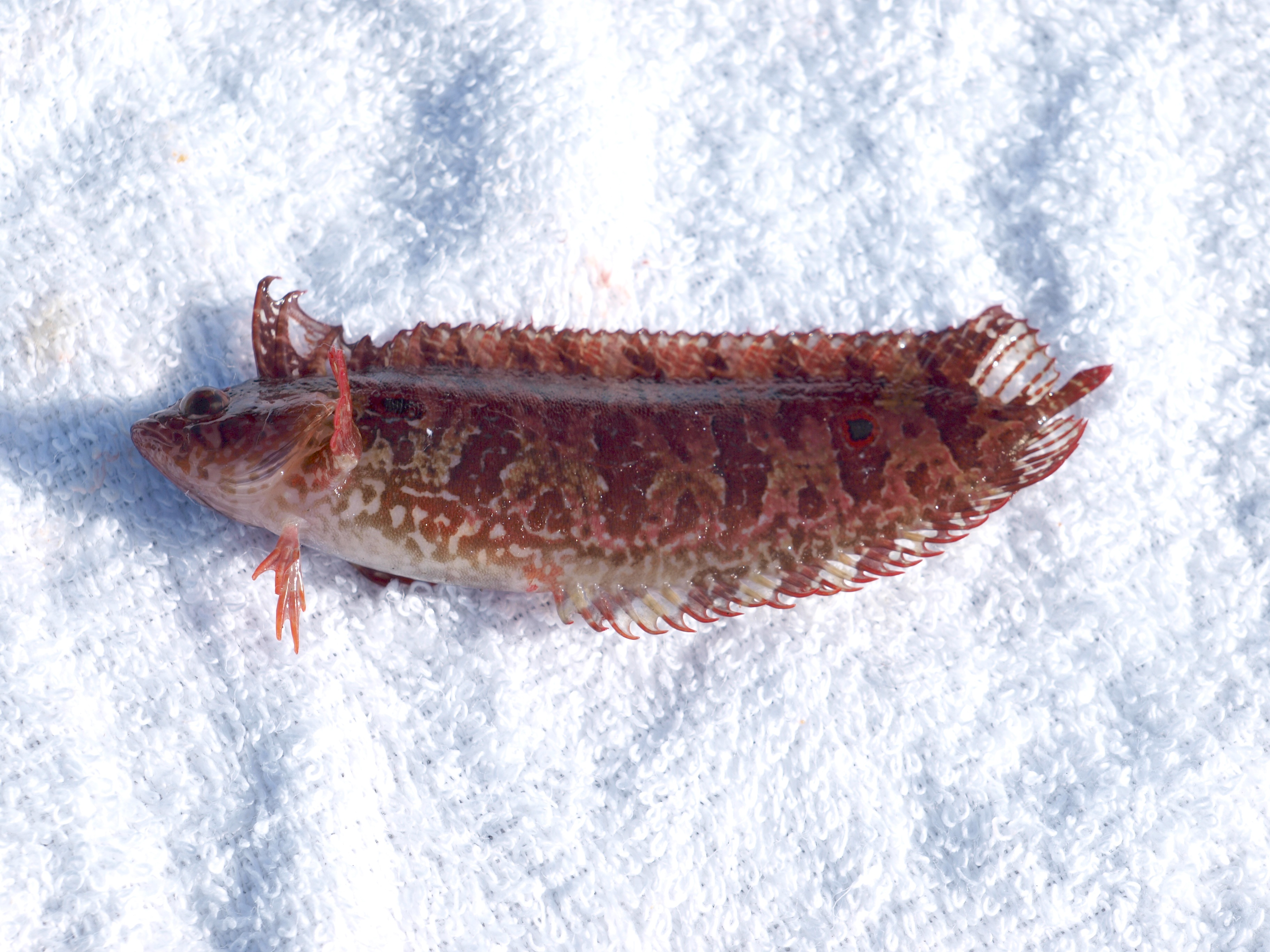 Cabrillo Mole — Avalon, Catalina Island - Pier Fishing in California