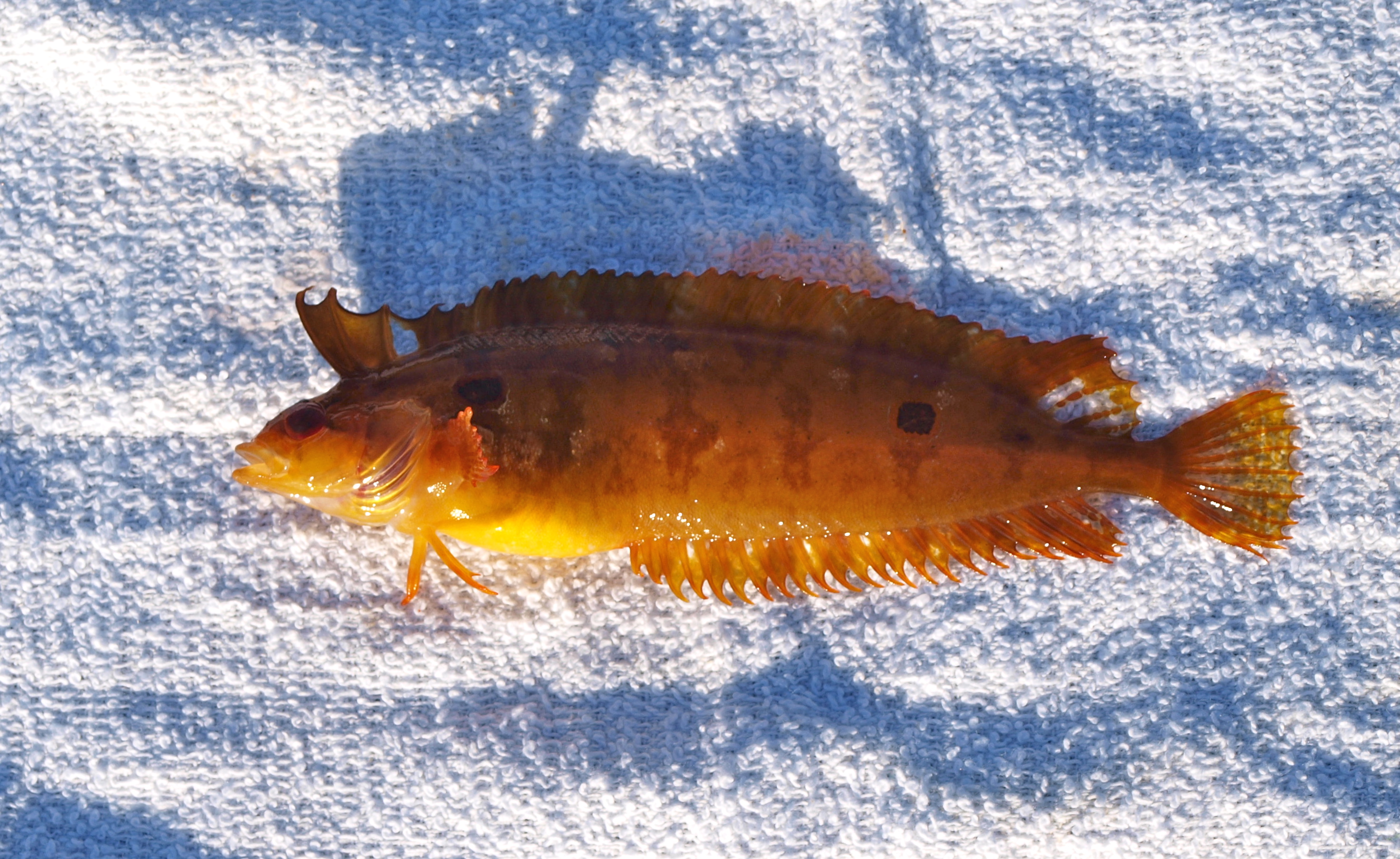 Cabrillo Mole — Avalon, Catalina Island - Pier Fishing in California