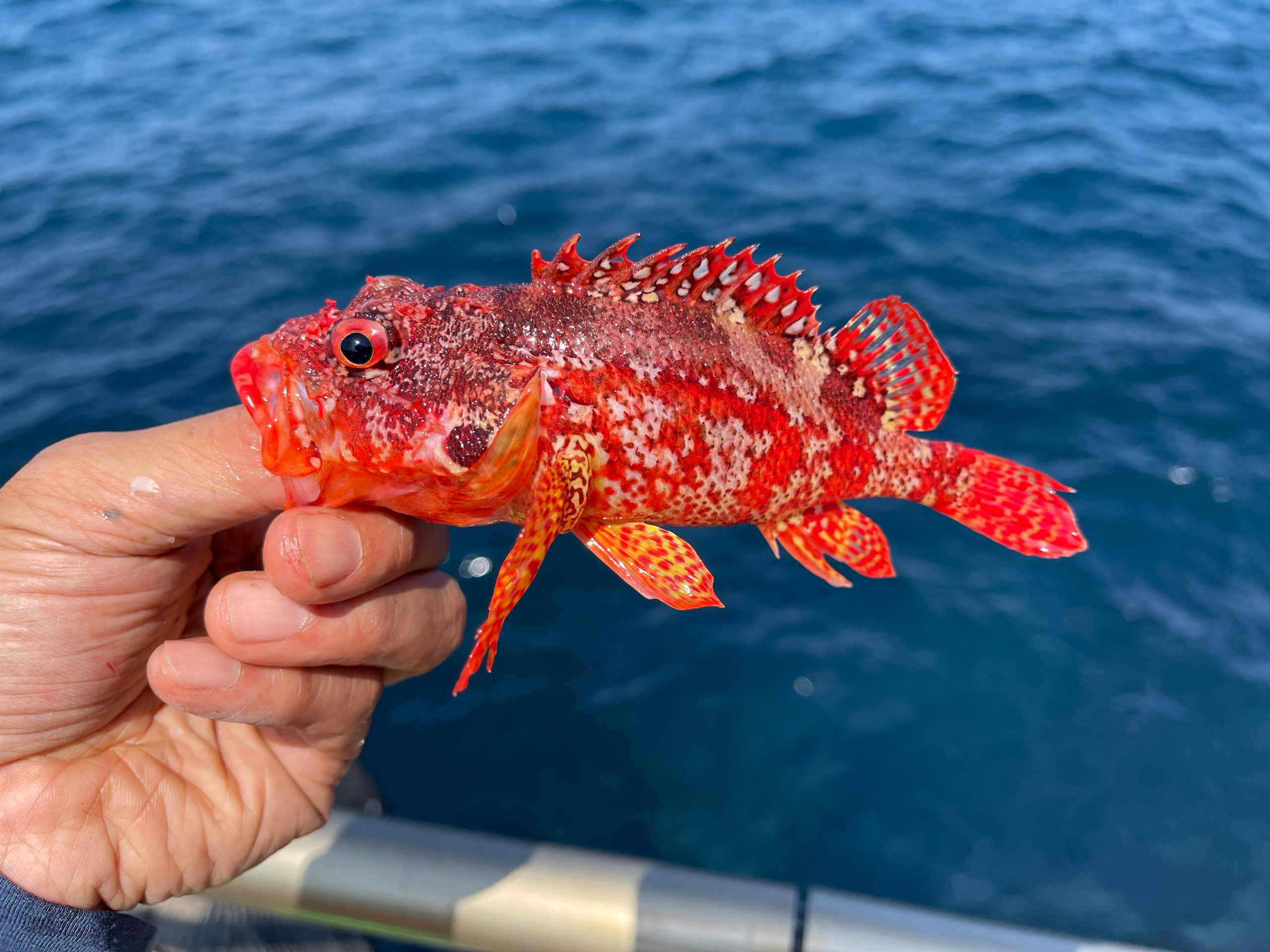 scorpion fish bite