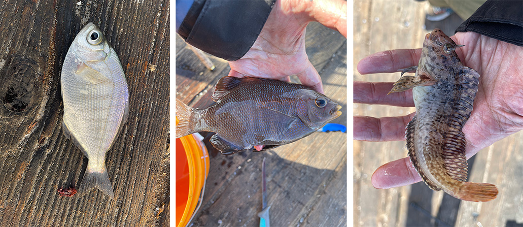 Monster fish gets boat by hook, line and sinks it - NZ Herald