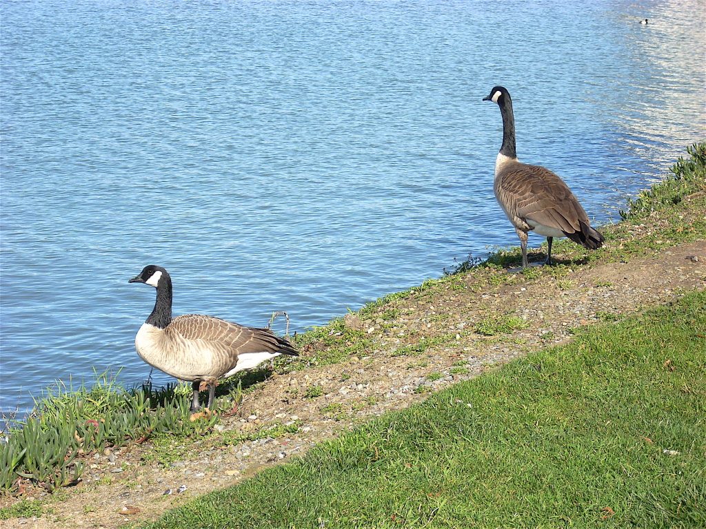 Geese Pier Fishing in California