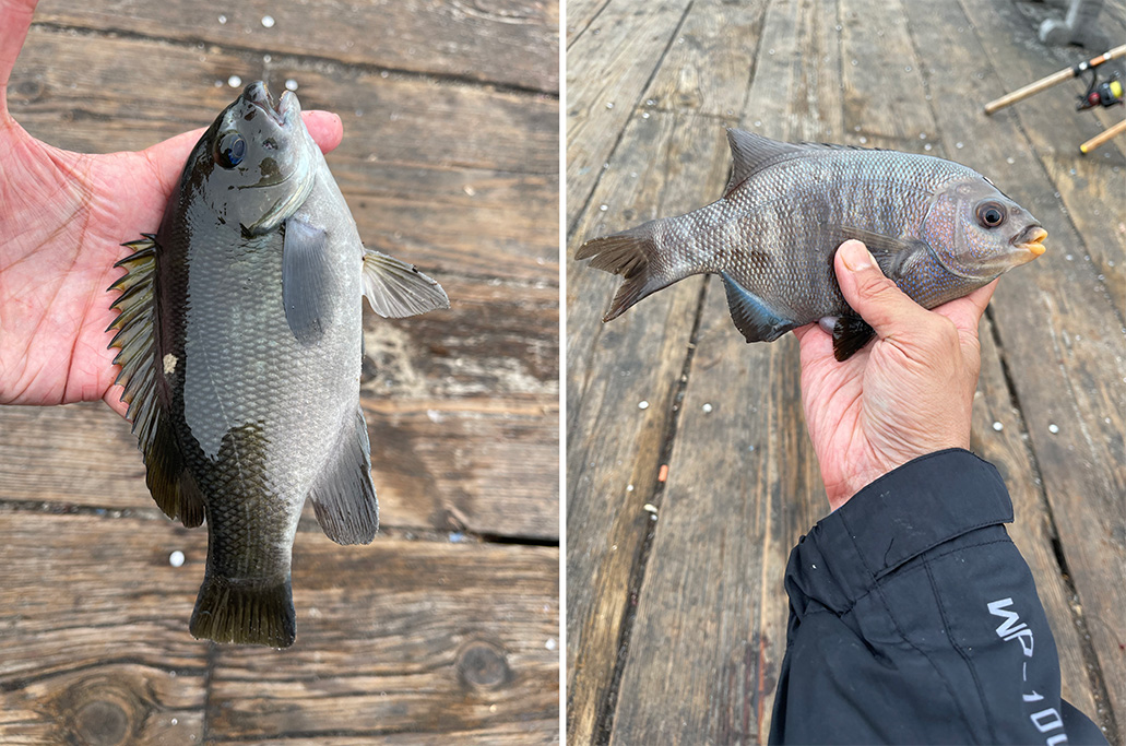 San Clemente Pier - Pier Fishing in California