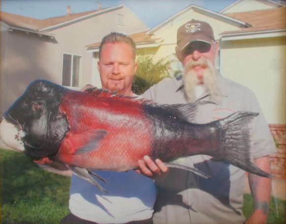 California Sheephead - Pier Fishing in California