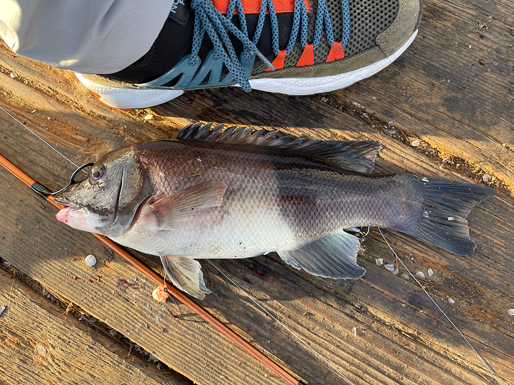 San Clemente Pier - Pier Fishing in California