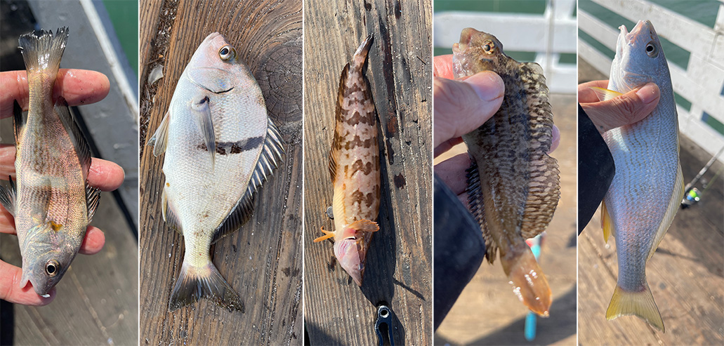 San Clemente Pier - Pier Fishing in California