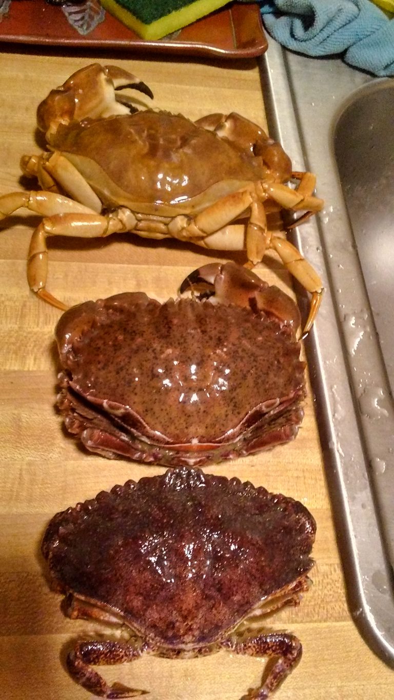 Rock Crab aka Brown Rock Crab and Pacific Rock Crab Pier Fishing in