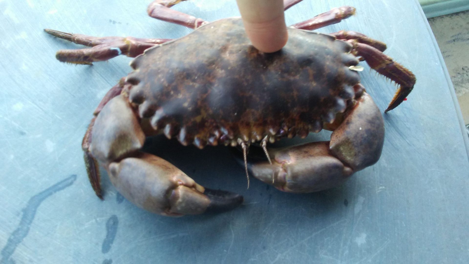 Rock Crab aka Brown Rock Crab and Pacific Rock Crab Pier Fishing in