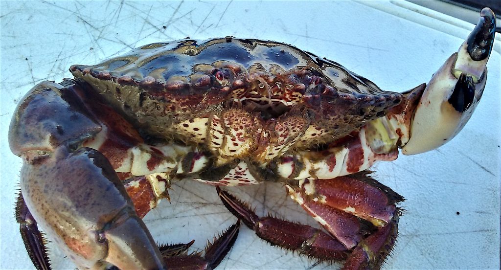 Rock Crab aka Brown Rock Crab and Pacific Rock Crab Pier Fishing in