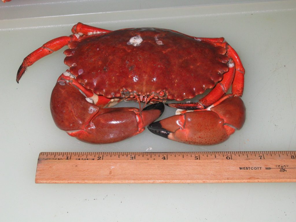 Brown.Rock Crab Pier Fishing in California