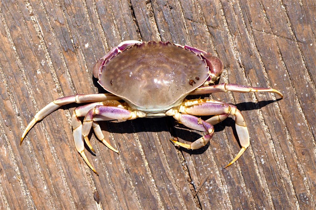 Slender Crab aka Graceful Crab Pier Fishing in California