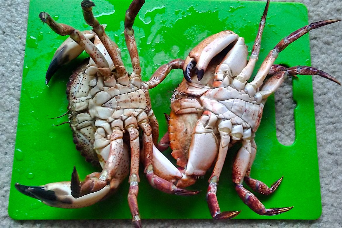Crabs.2 Pier Fishing in California