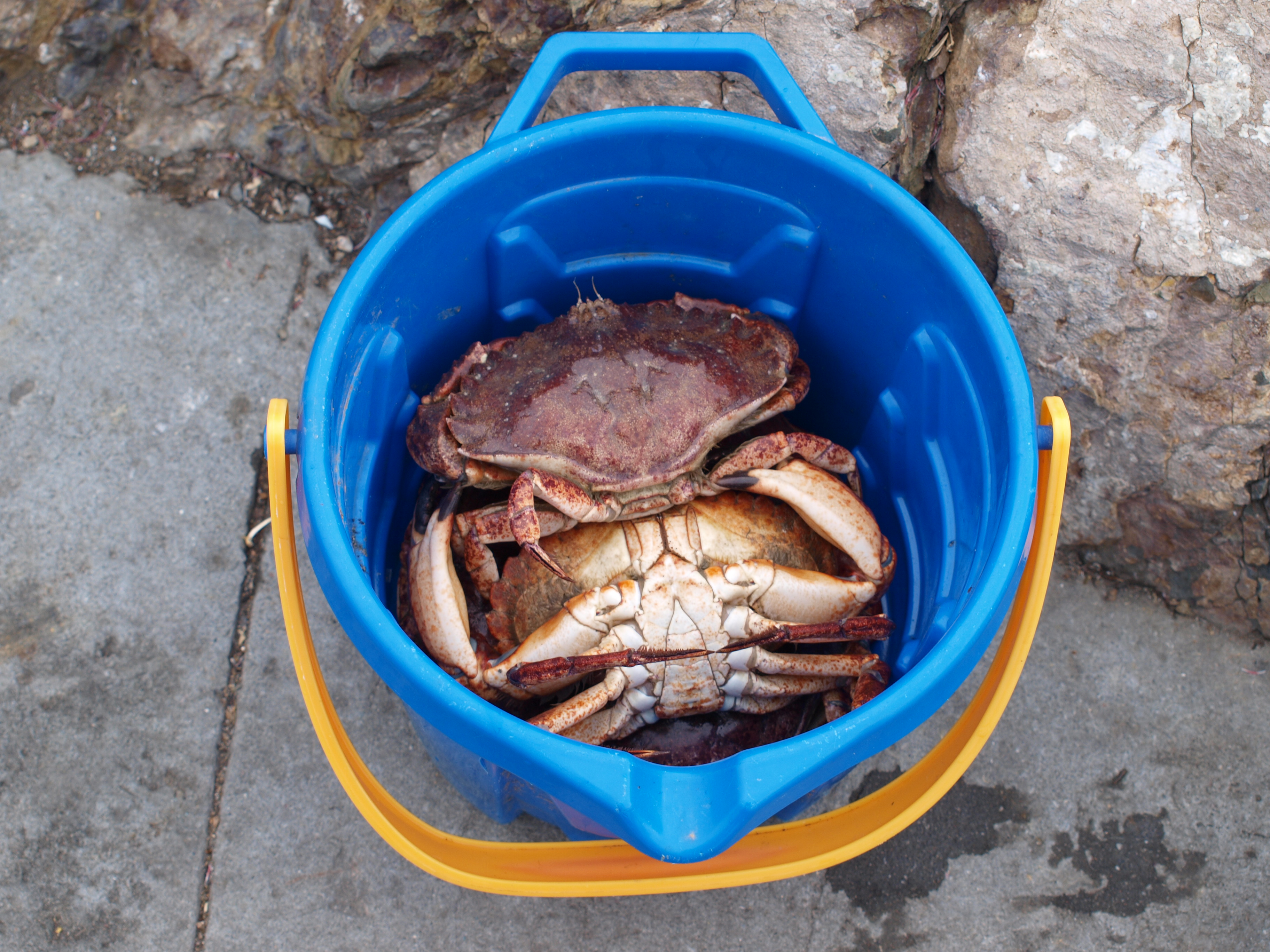 Rock Crab aka Brown Rock Crab and Pacific Rock Crab - Pier Fishing in  California