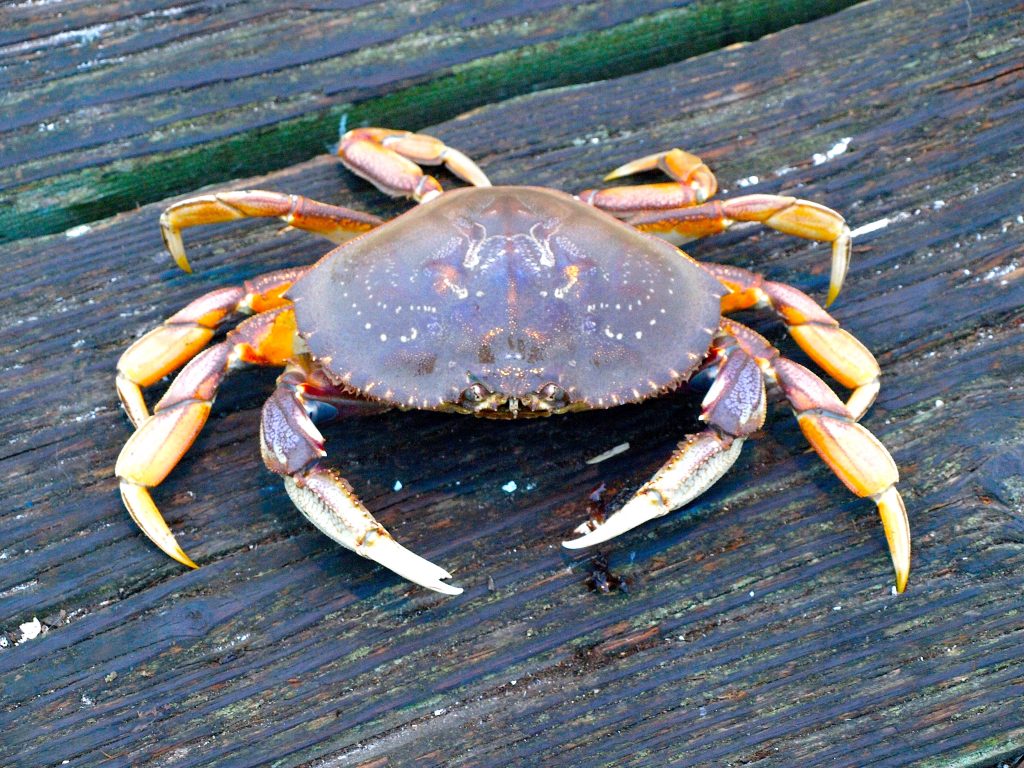 Dungeness Crab Pier Fishing in California