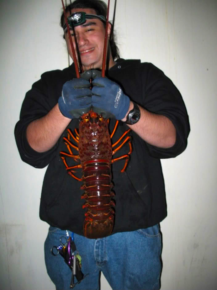 California Spiny Lobster - Pier Fishing in California