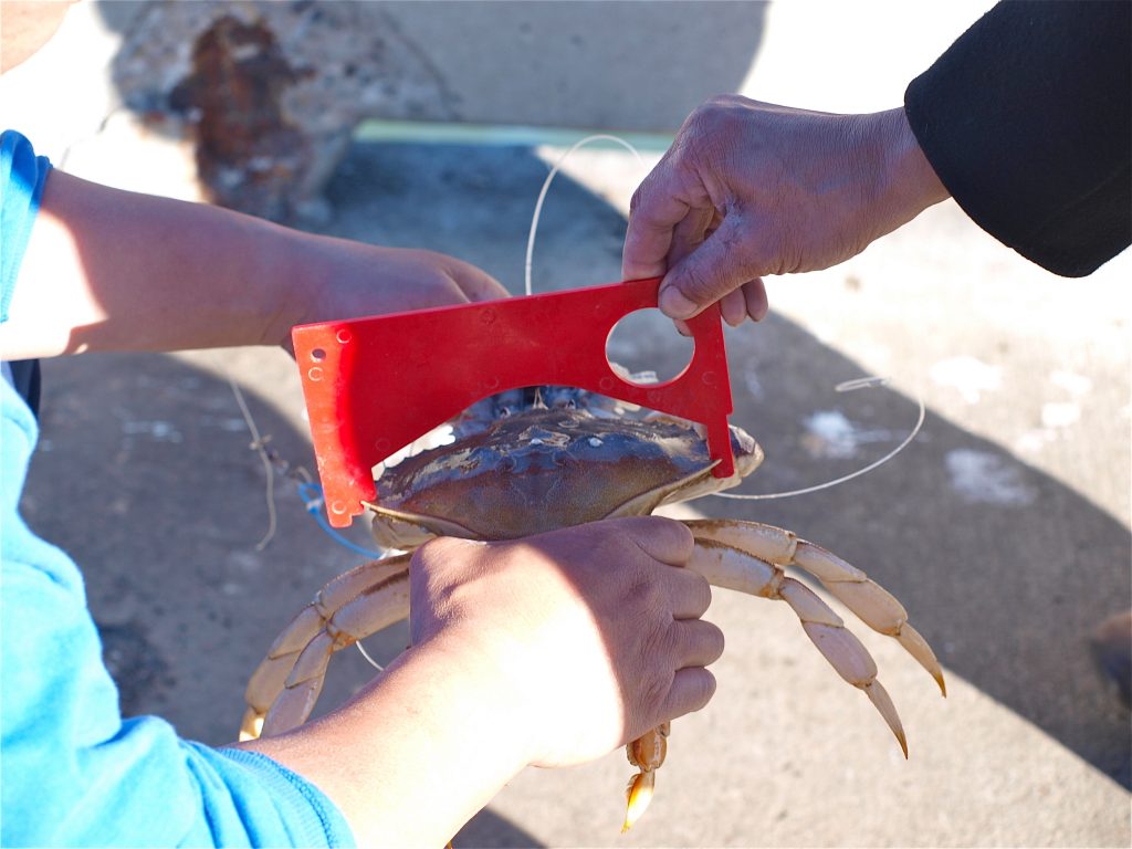 Dungeness Crab Pier Fishing in California