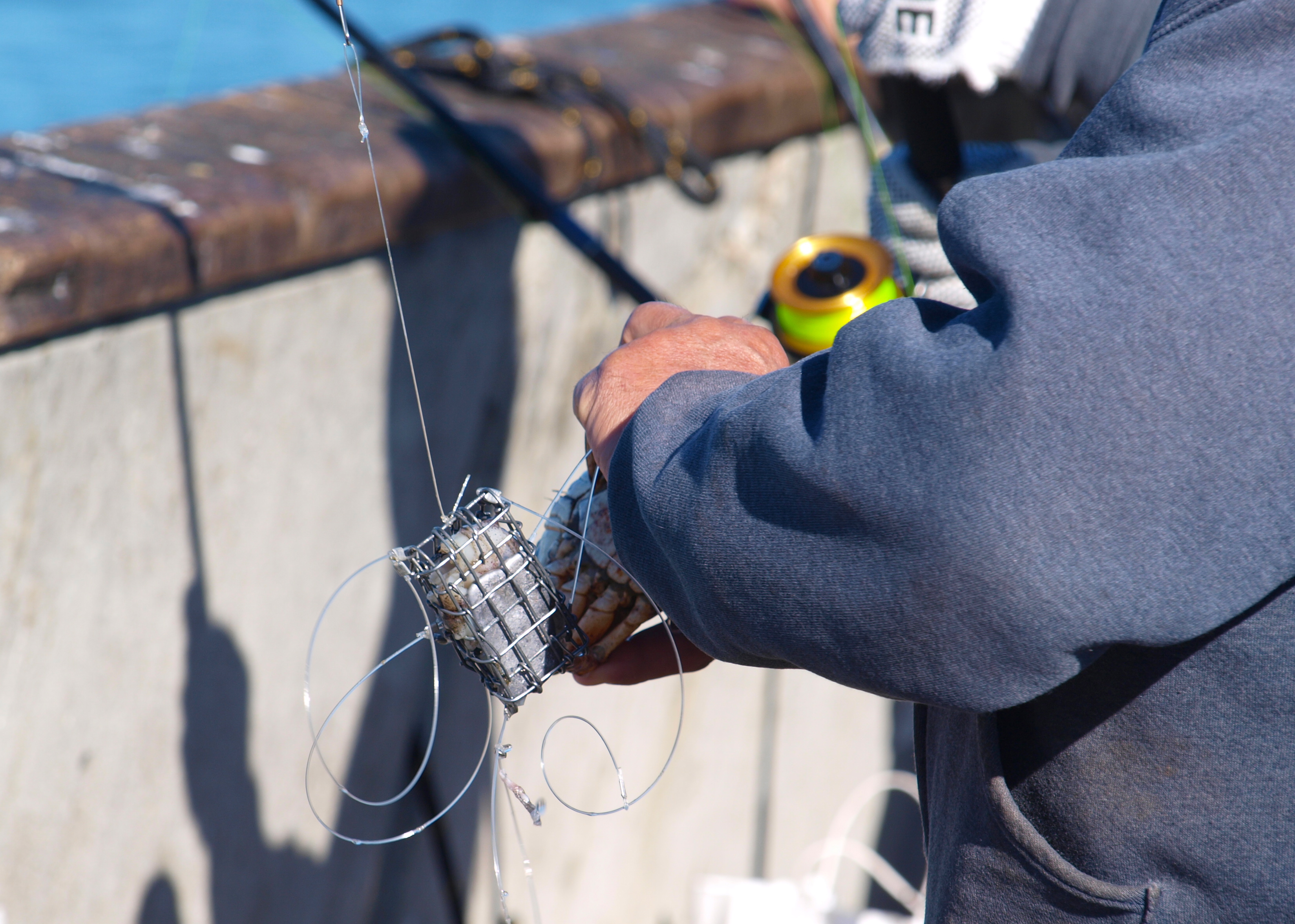 Dungeness Crab - Pier Fishing in California