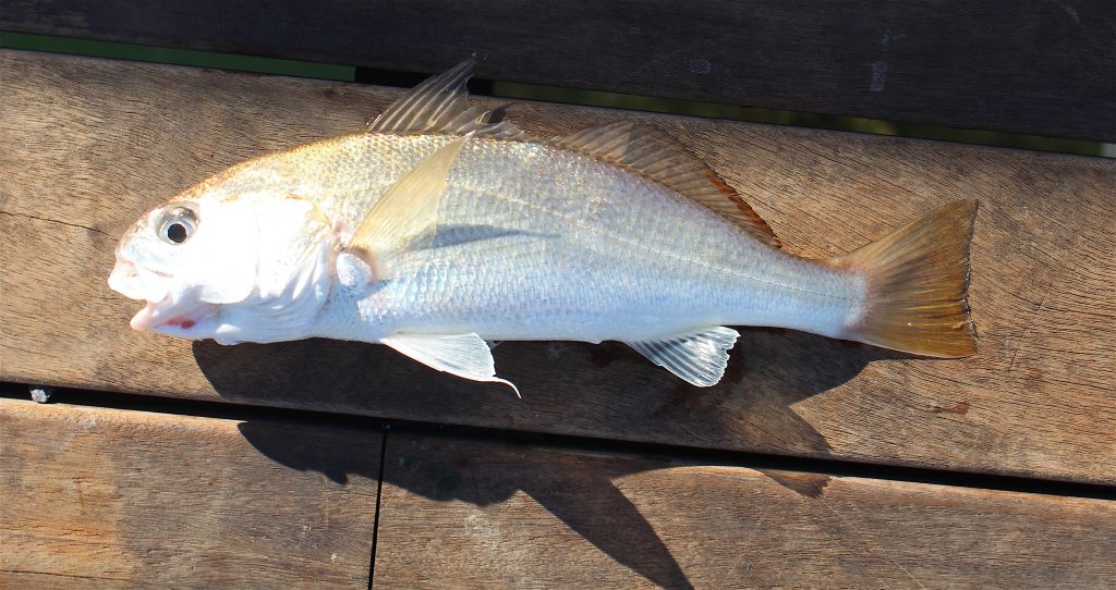 2021.10.12_Pier.J.17_White.Croaker-1024x542.jpg