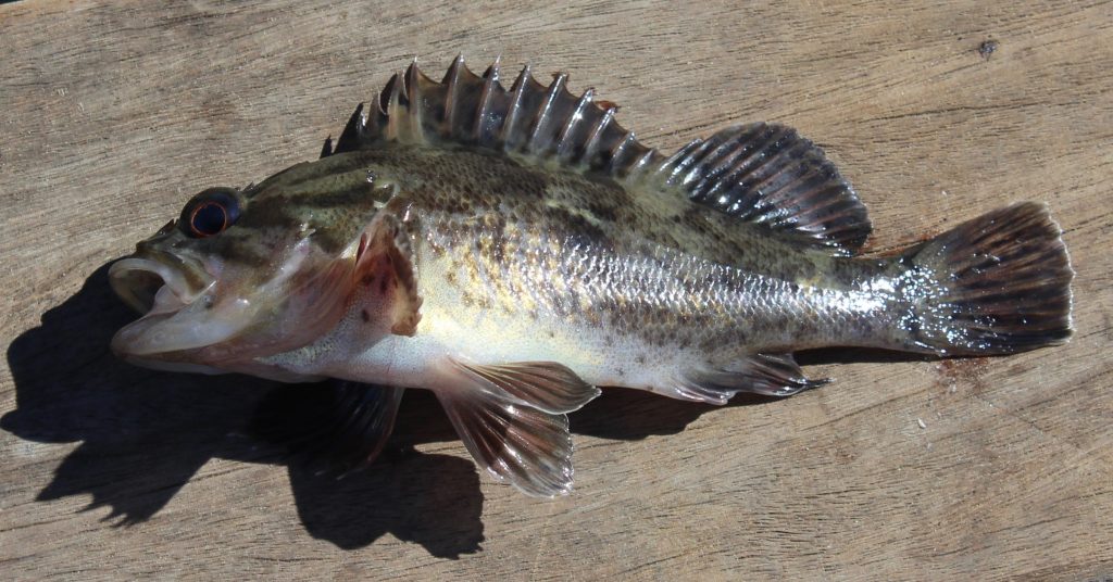 Pier J Fishing Pier(s) — Long Beach - Pier Fishing in California