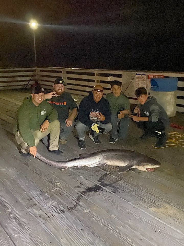 Broadnose Sevengill Shark - Pier Fishing in California